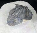 Rare Minicryphaeus Giganteus Trilobite - #20744-1